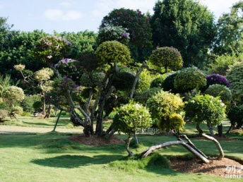 圖 深圳花卉租賃 園林綠化工程 景觀設(shè)計(jì) 別墅庭院景觀 綠化養(yǎng)護(hù) 深圳鮮花綠植