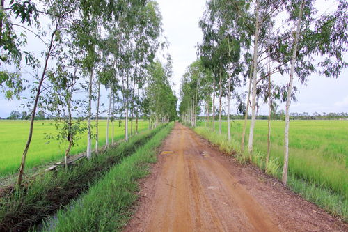 怎么寫好園林綠化施工方案