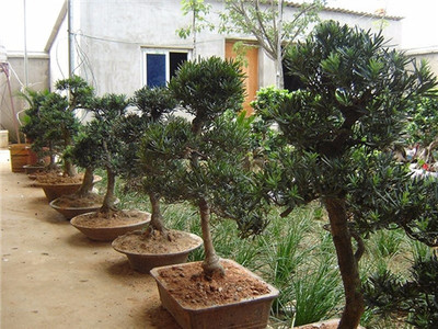 綠化苗木價格表 白銀綠化苗木 百通生態環境