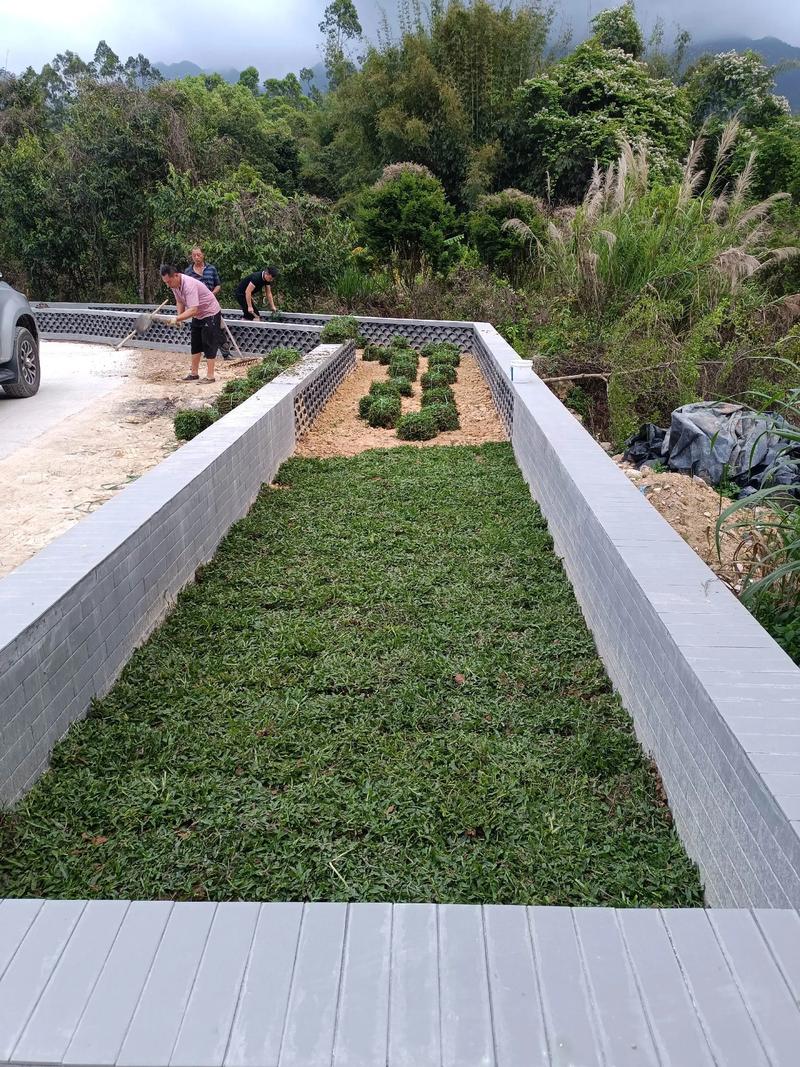 白馬村雙一移民村公園綠化照片#施工現(xiàn)場實拍 #園林綠化工程