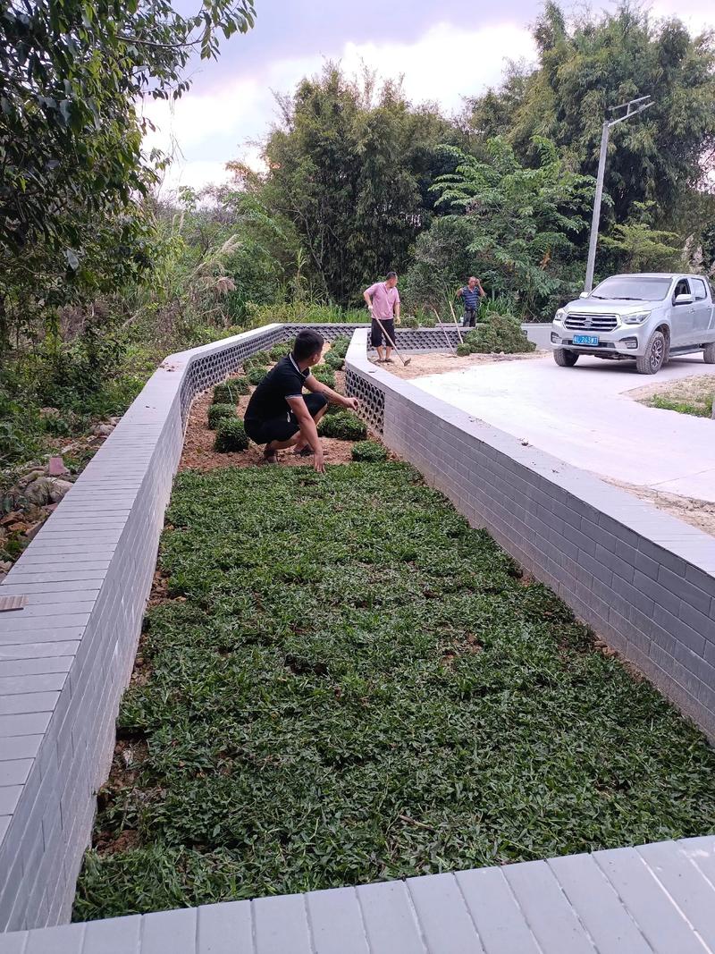 白馬村雙一移民村公園綠化照片#施工現(xiàn)場(chǎng)實(shí)拍 #園林綠化工程