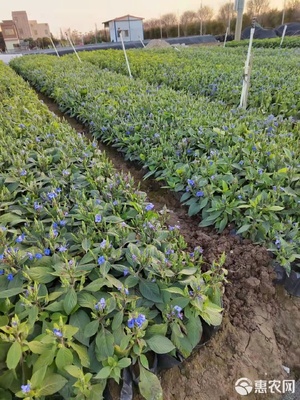 草花之趣 從可愛花袋苗到多元化應(yīng)用場景