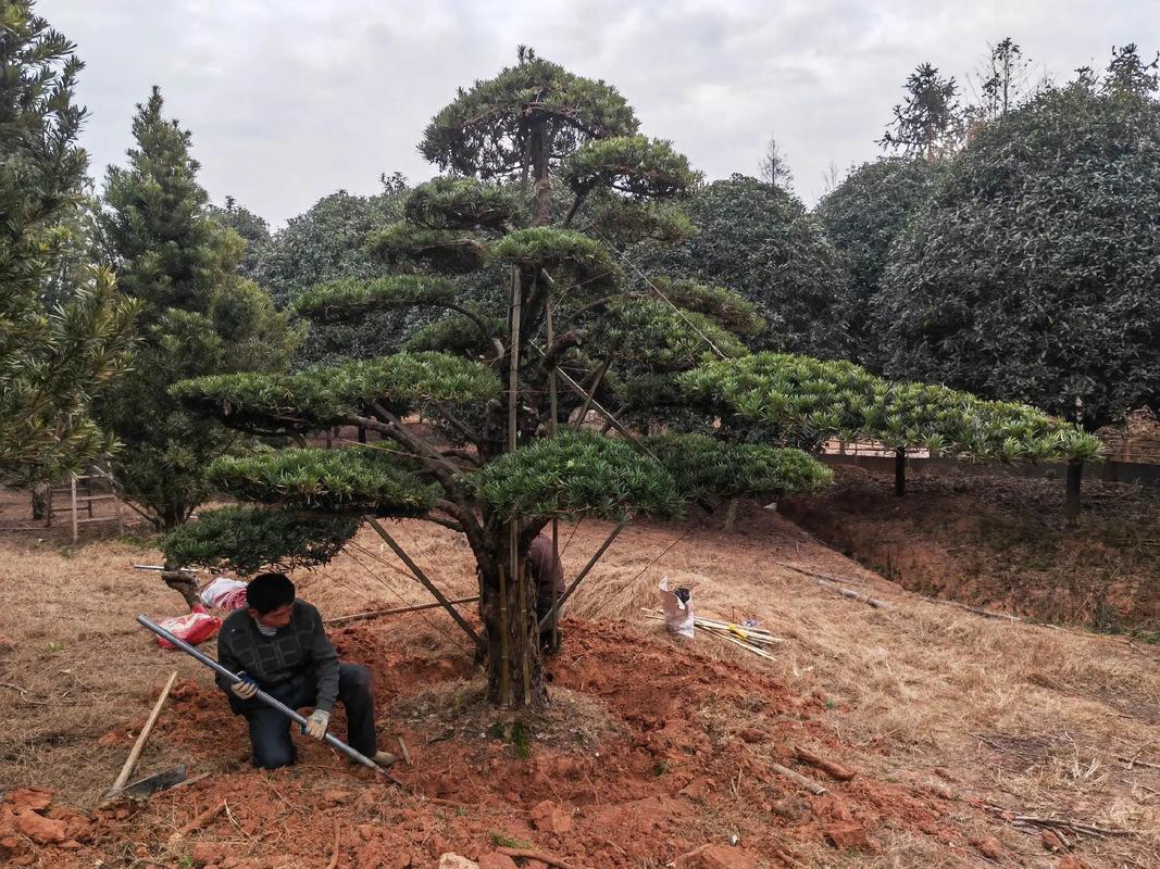 樂安縣古樟灣四季花海 園林綠化與體育設(shè)施一體化建設(shè)施工現(xiàn)場紀實